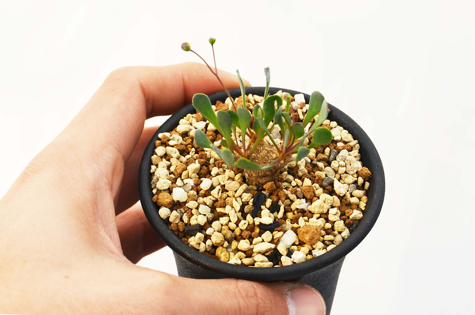 サムネイル： Othonna cacalioides