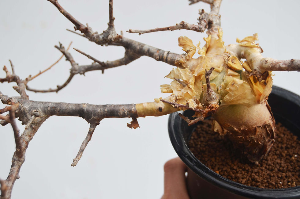 サムネイル： Commiphora sp. pinnate leaves