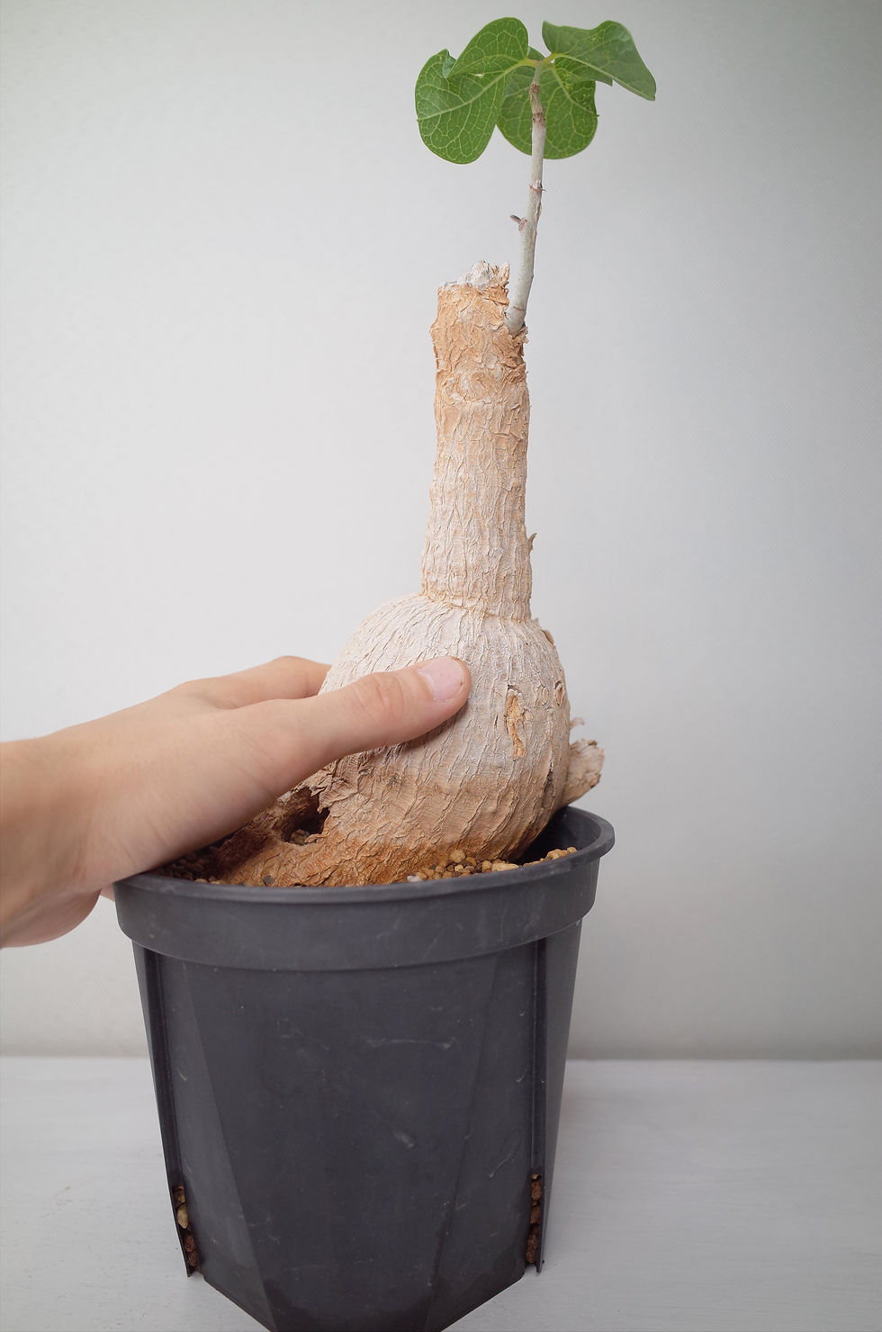 サムネイル： Moringa longituba