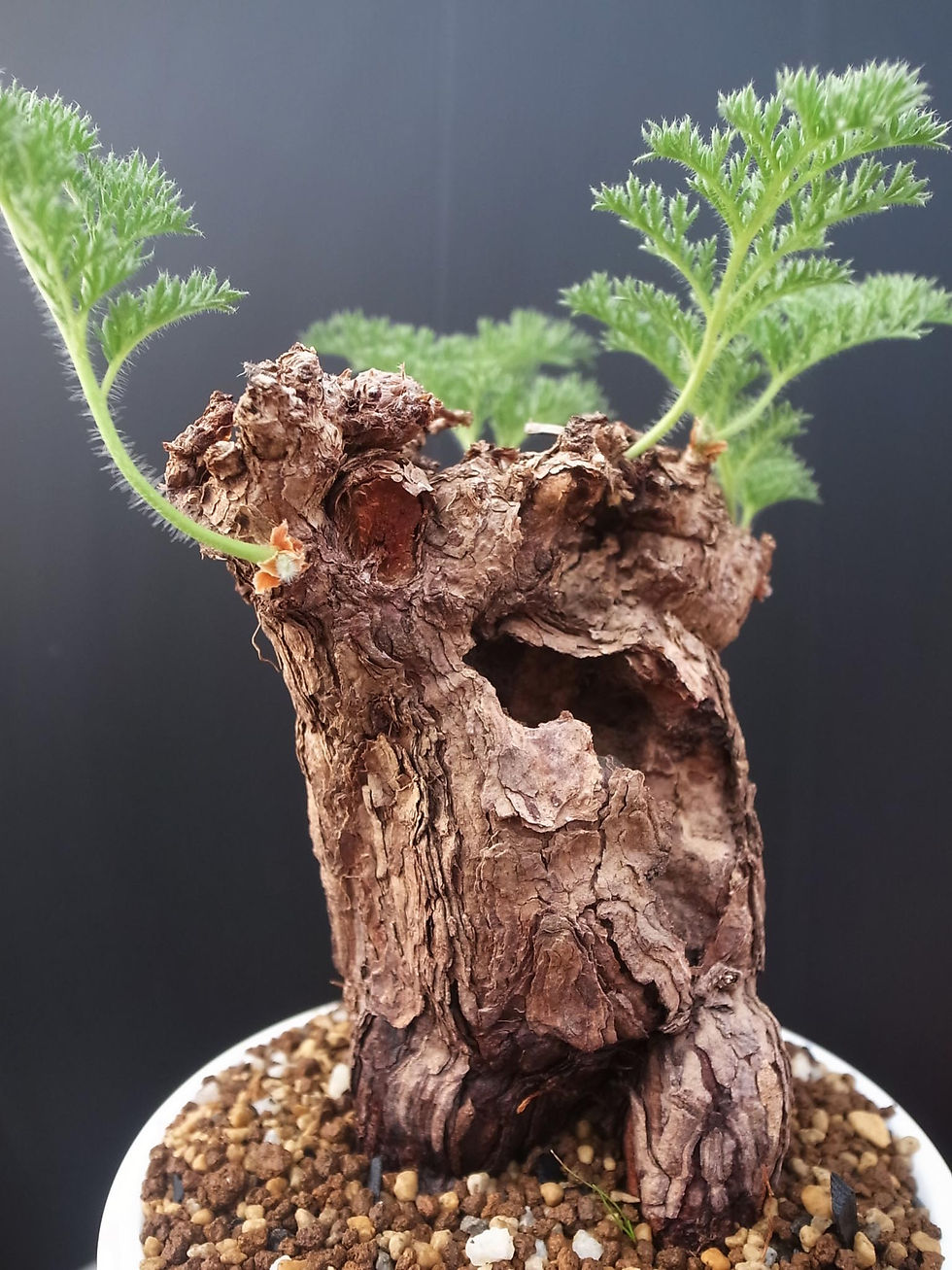 サムネイル： Pelargonium triste -L