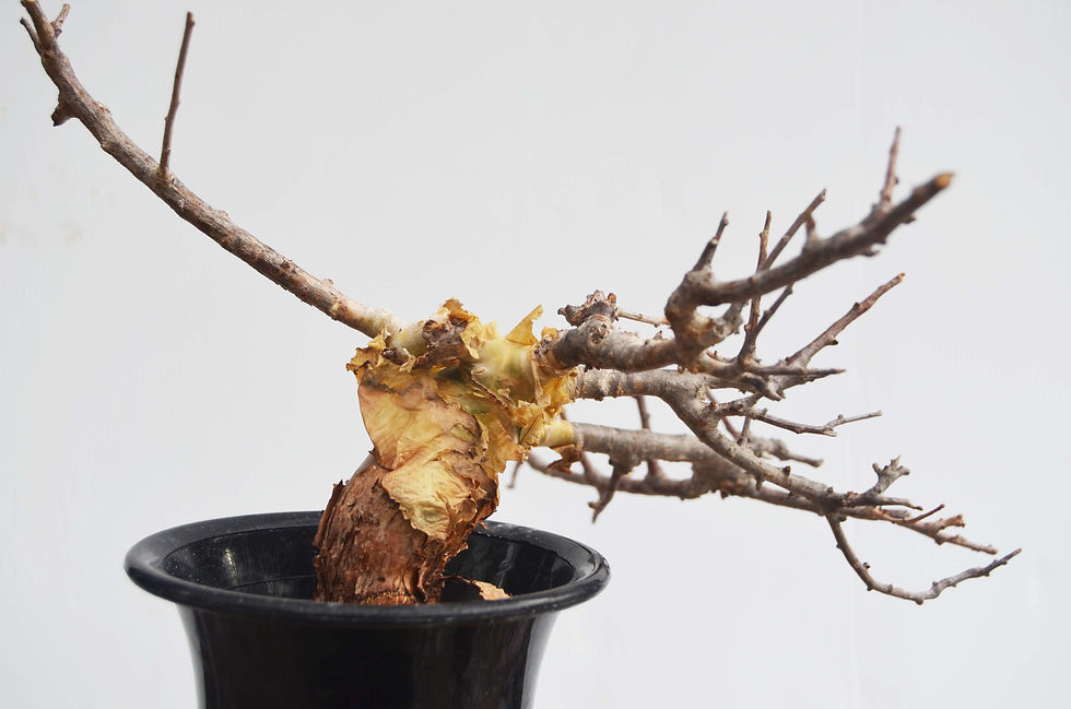 サムネイル： Commiphora sp. pinnate leaves