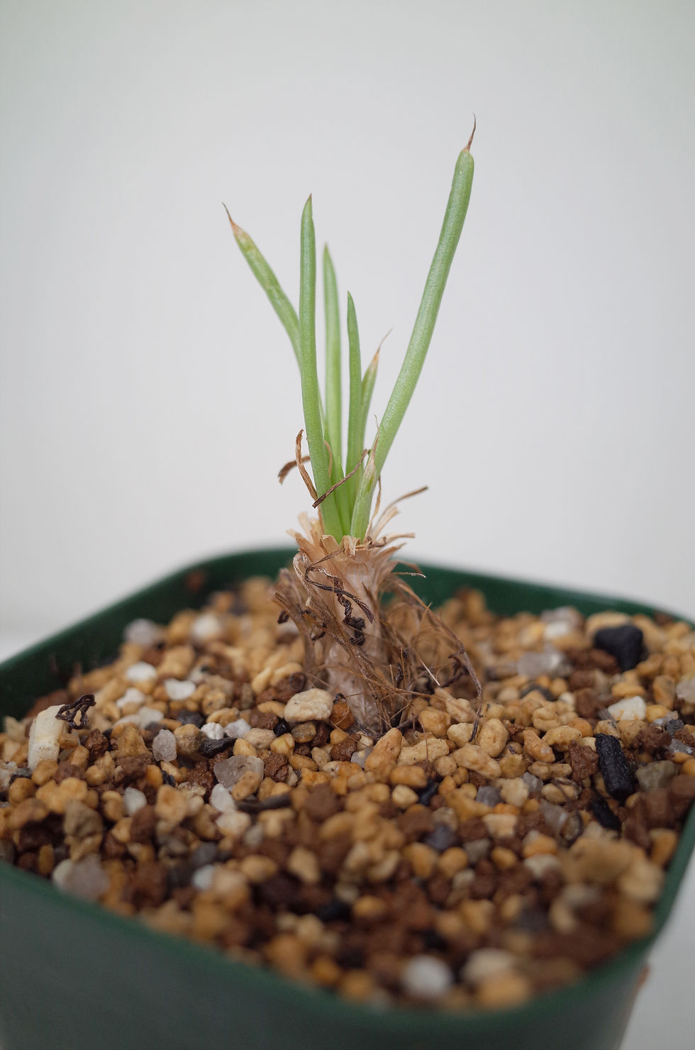 サムネイル： Bulbine haworthioides