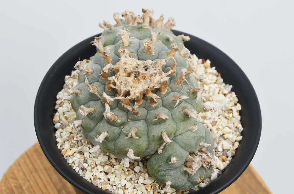 サムネイル： Lophophora williamsii