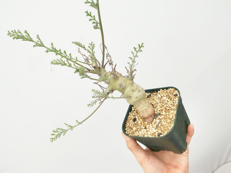 サムネイル： Pelargonium carnosum-2