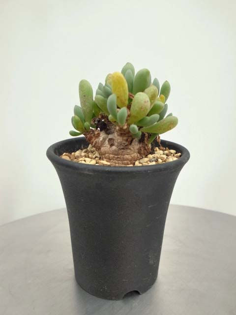 サムネイル： Othonna clavifolia -S-1