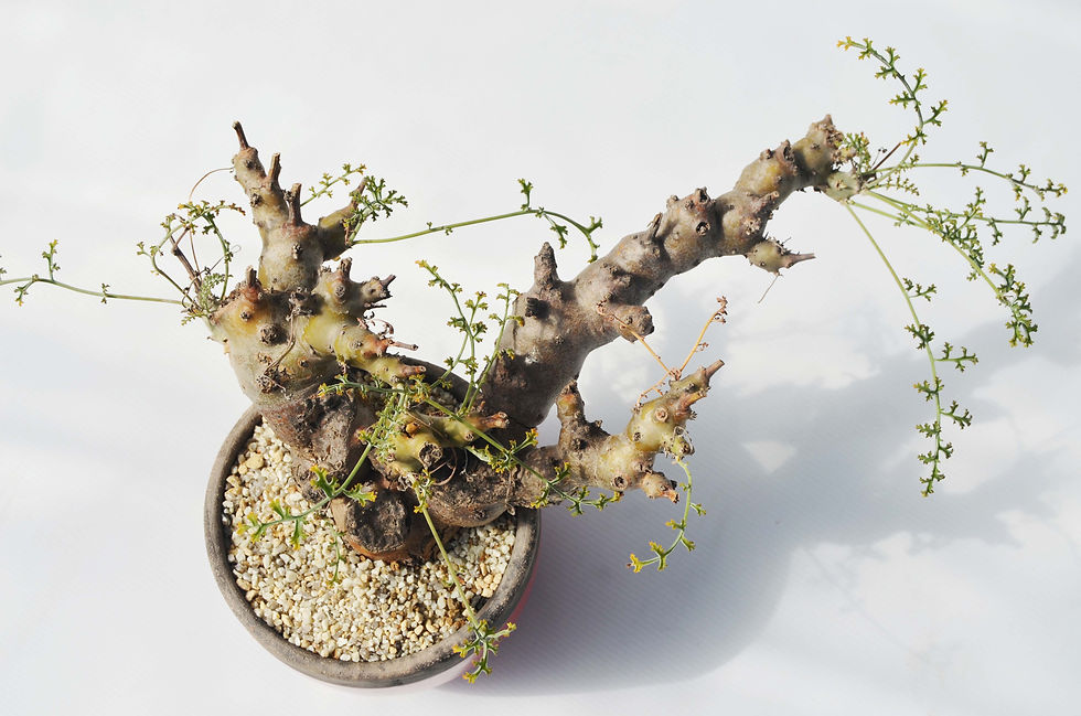 サムネイル： Pelargonium carnosum