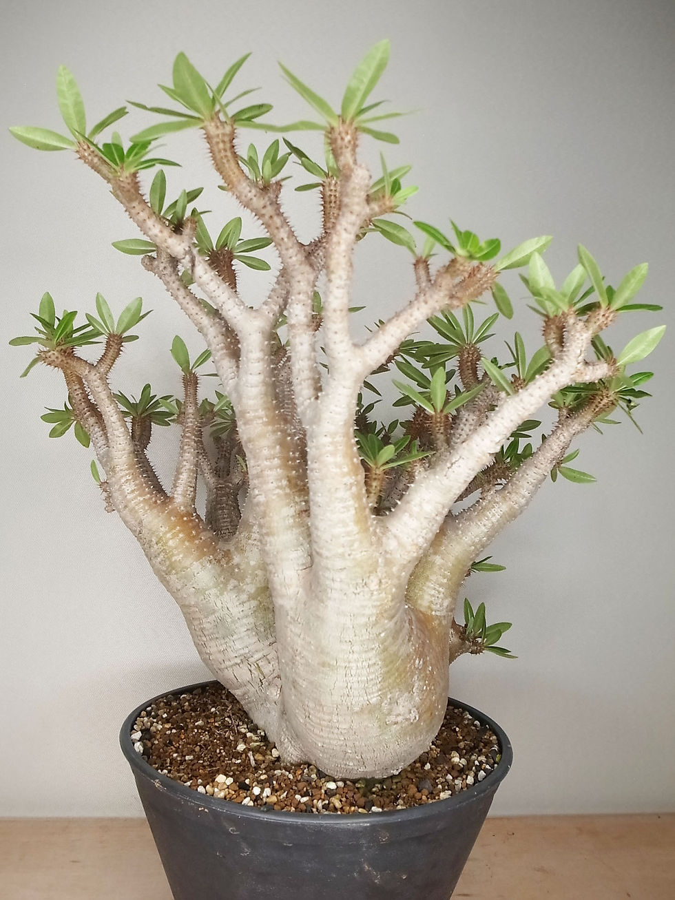サムネイル： Pachypodium makayense