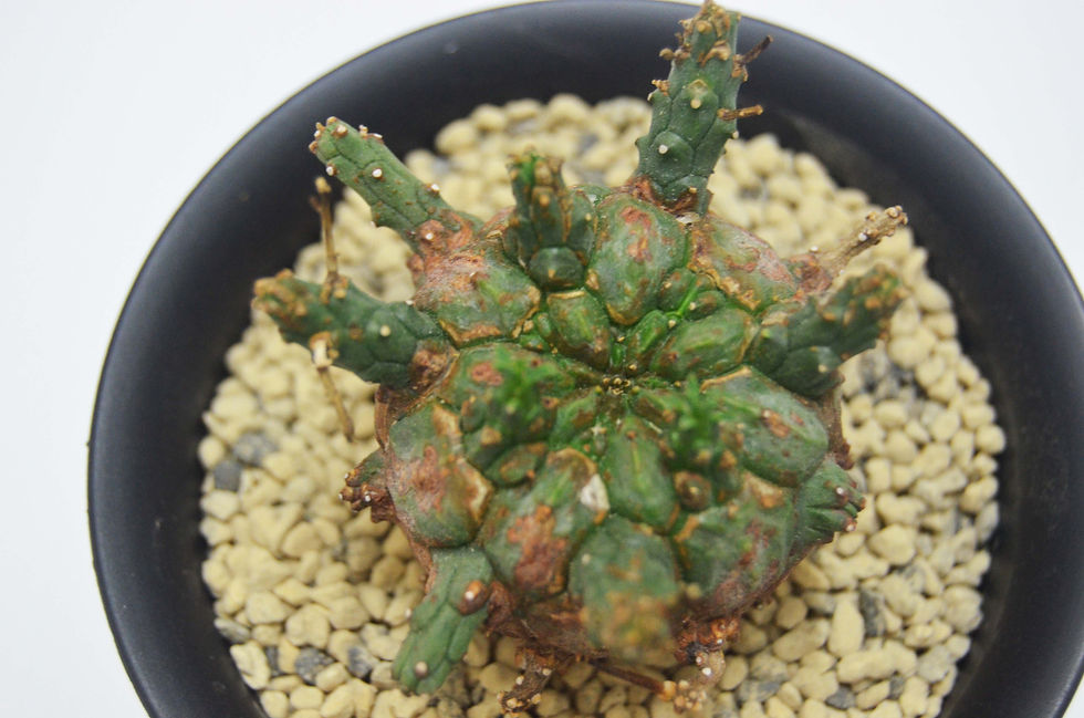 サムネイル： Euphorbia decepta