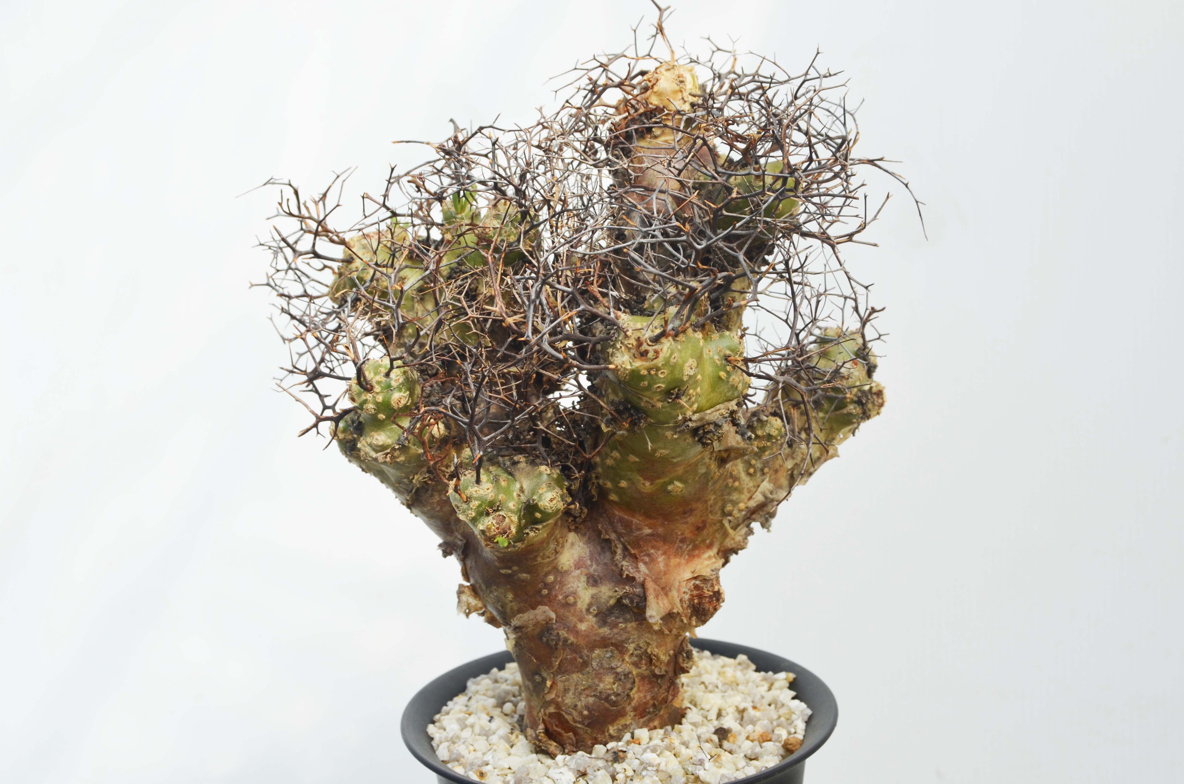 Tylecodon reticulatus