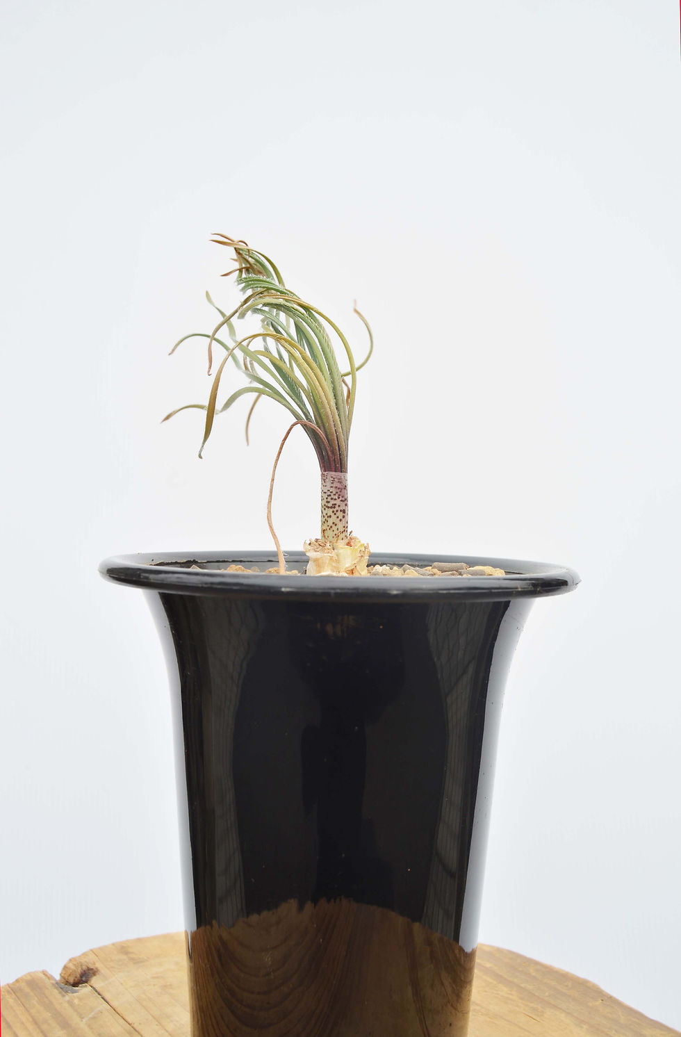 サムネイル： Gethyllis ciliaris