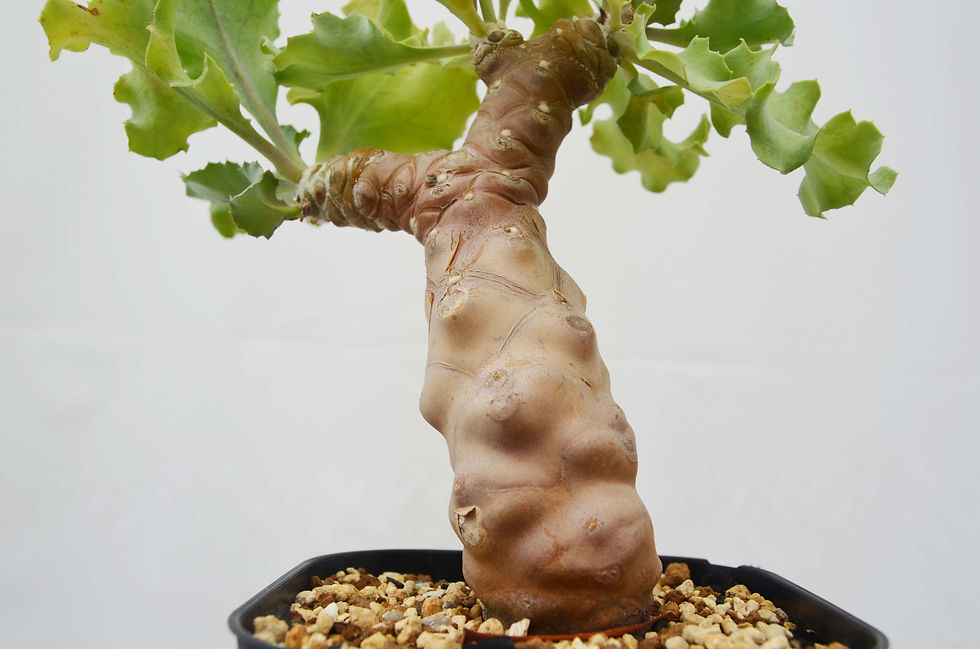 サムネイル： Othonna hyb, herrei x cremnophila