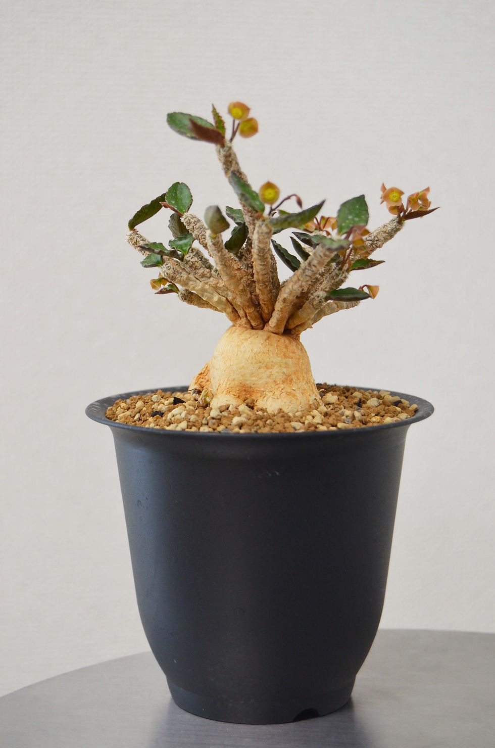 サムネイル： Euphorbia ambovombensis