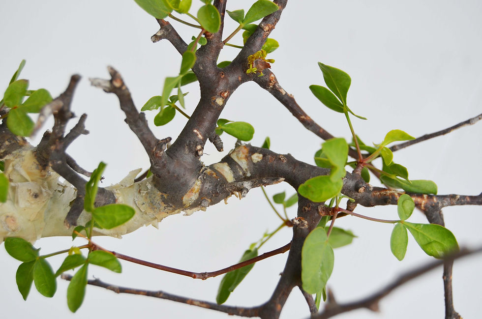 サムネイル： Commiphora kataf