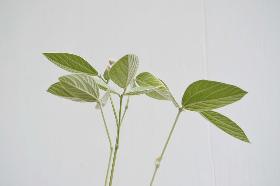 サムネイル： Dolichos kilimandscharicus v.argyrophyllus