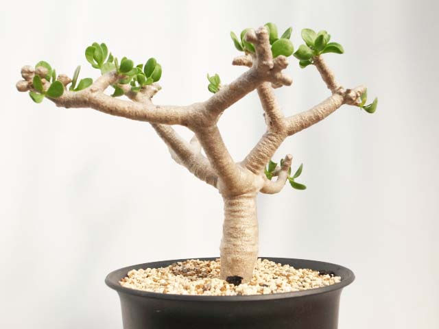 サムネイル： Othonna furcata