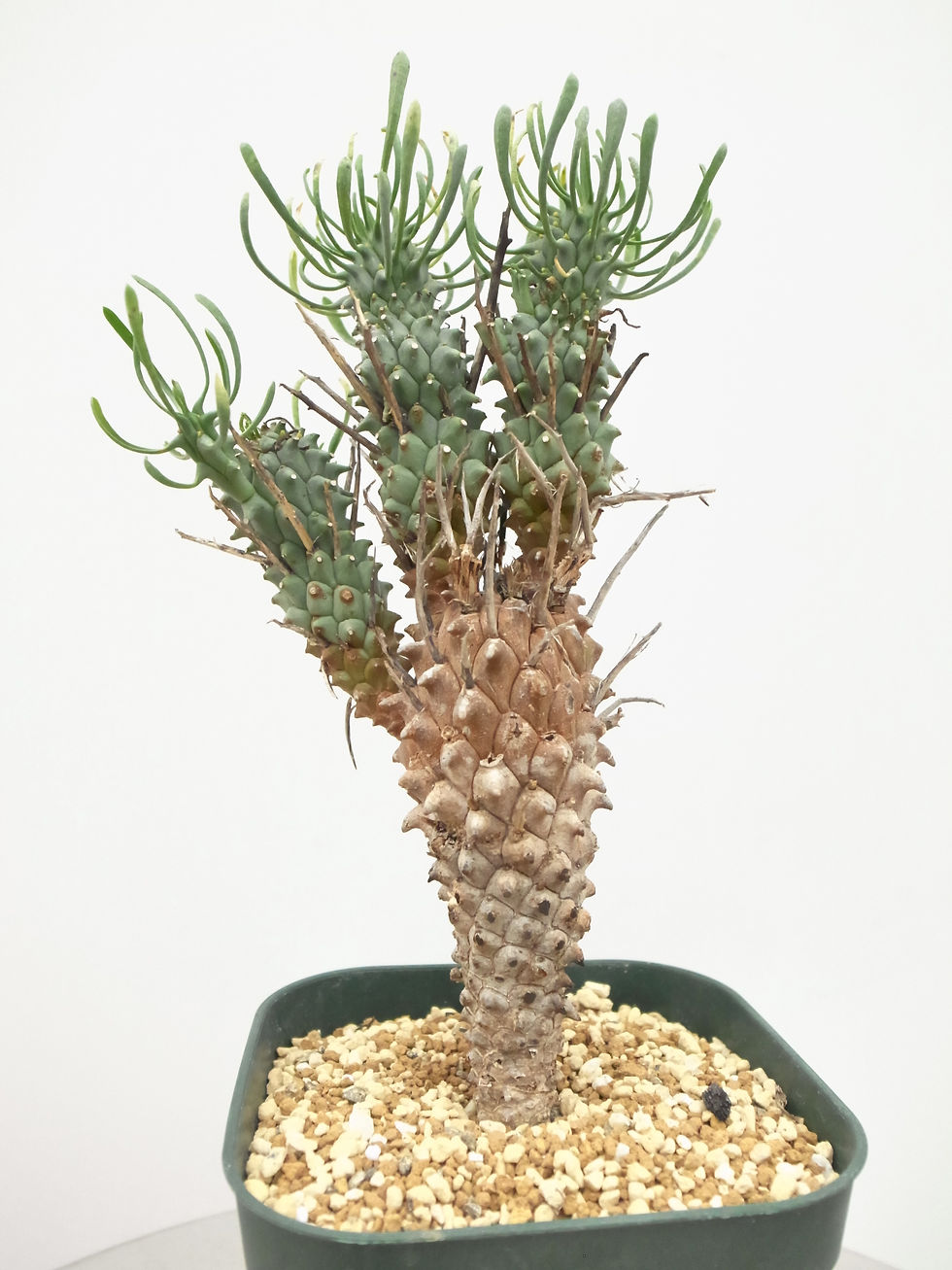 サムネイル： Euphorbia multiceps