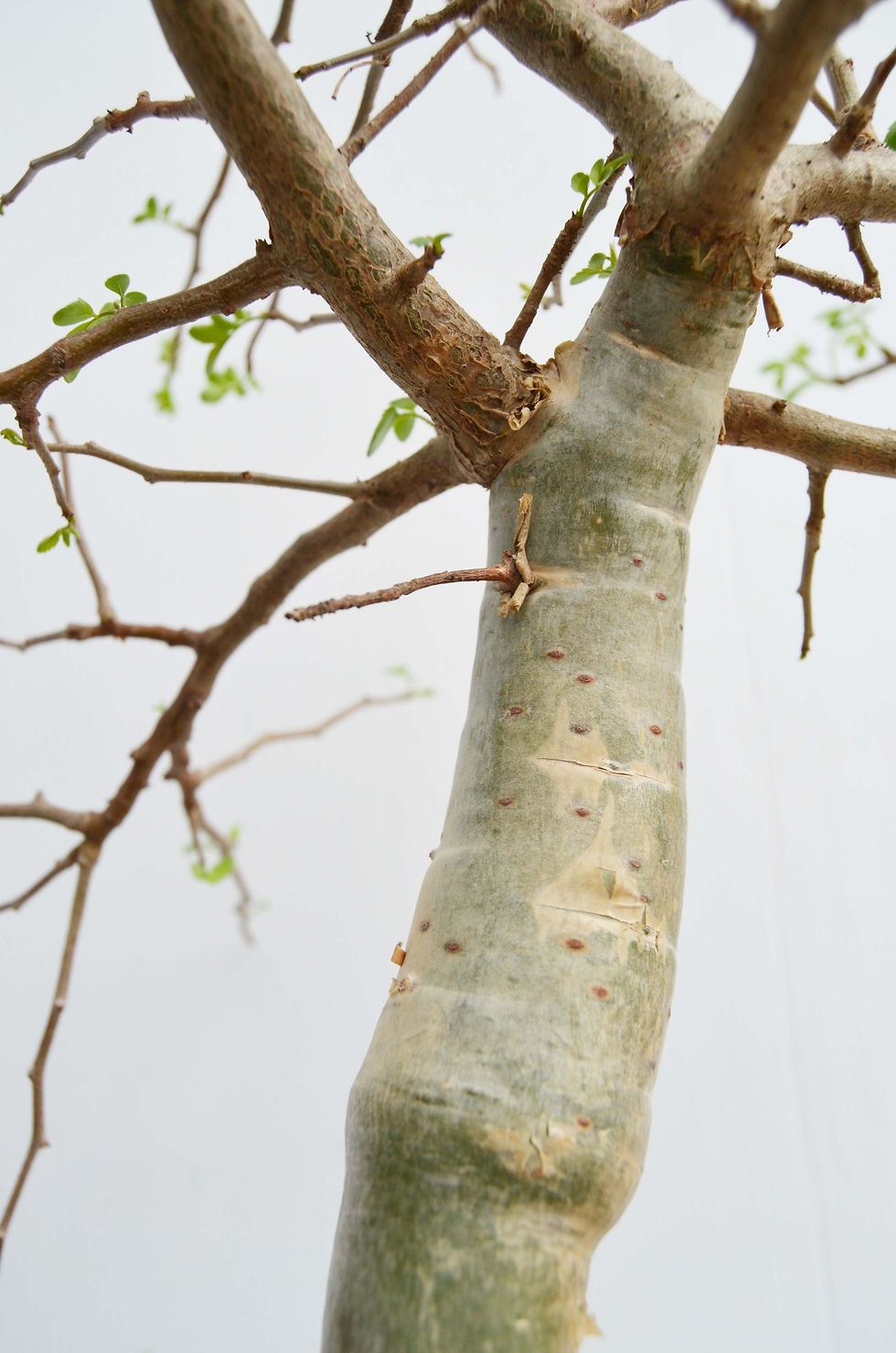 サムネイル： Bursera fagaroides