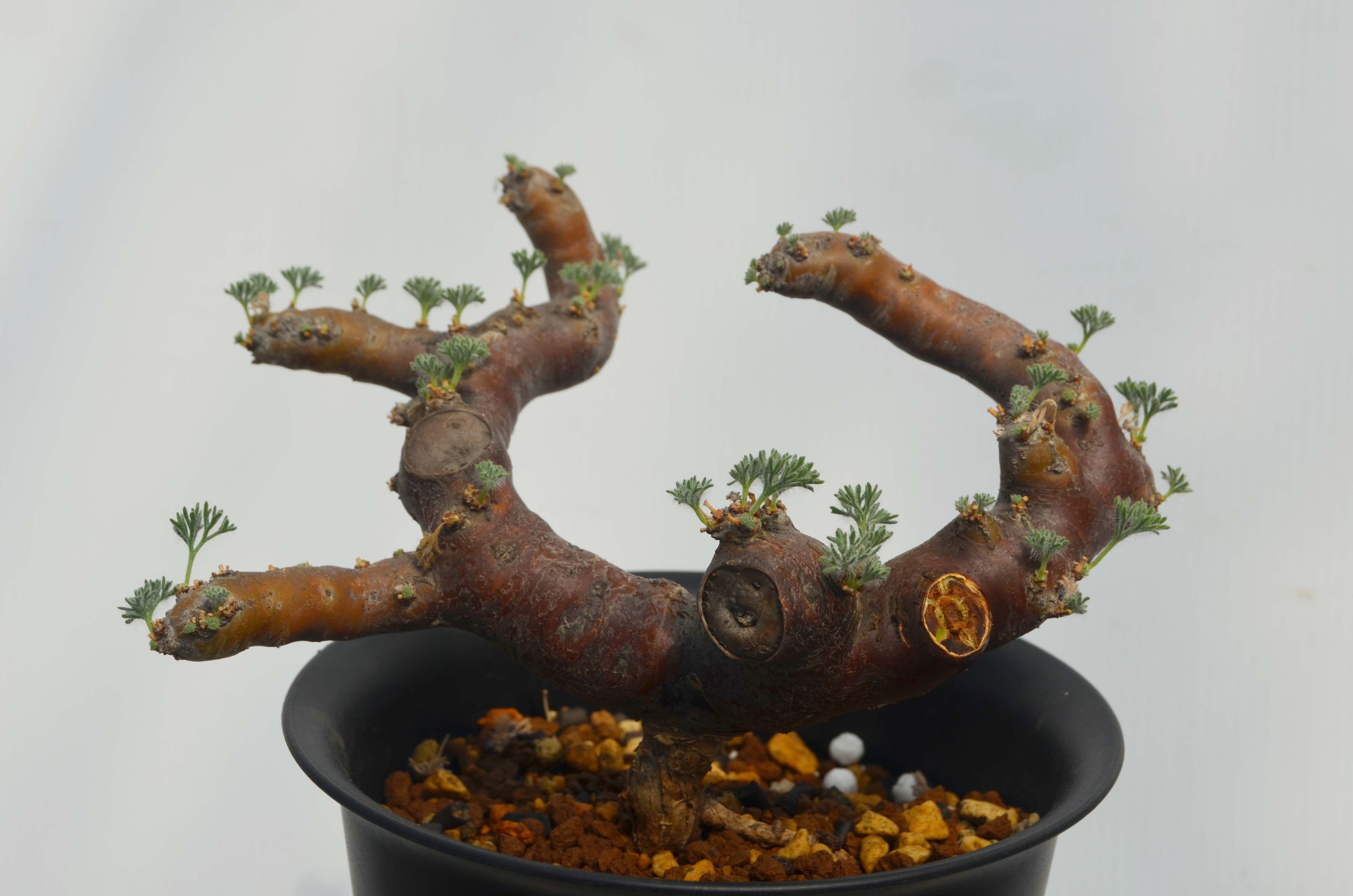 Sarcocaulon multifidum