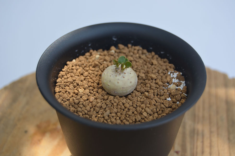 サムネイル： Euphorbia globulicaulis