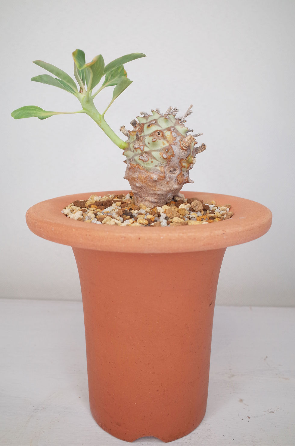 サムネイル： Euphorbia longituberculosa