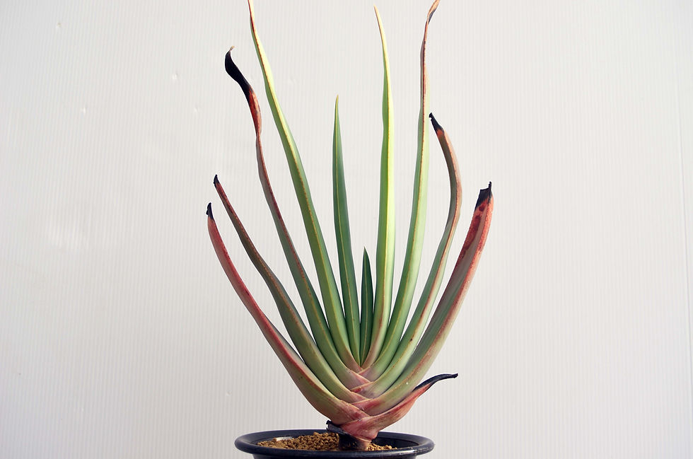 サムネイル： Aloe plicatilis