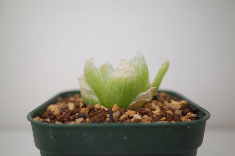 サムネイル： Haworthia lockwoodii