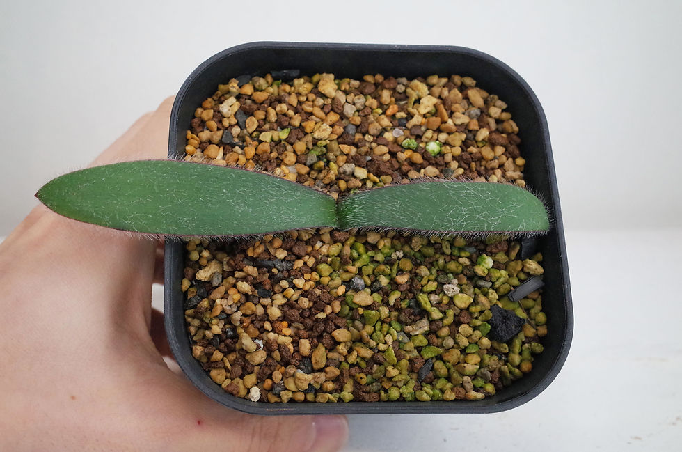 サムネイル： Haemanthus pubescens ssp. pubescens