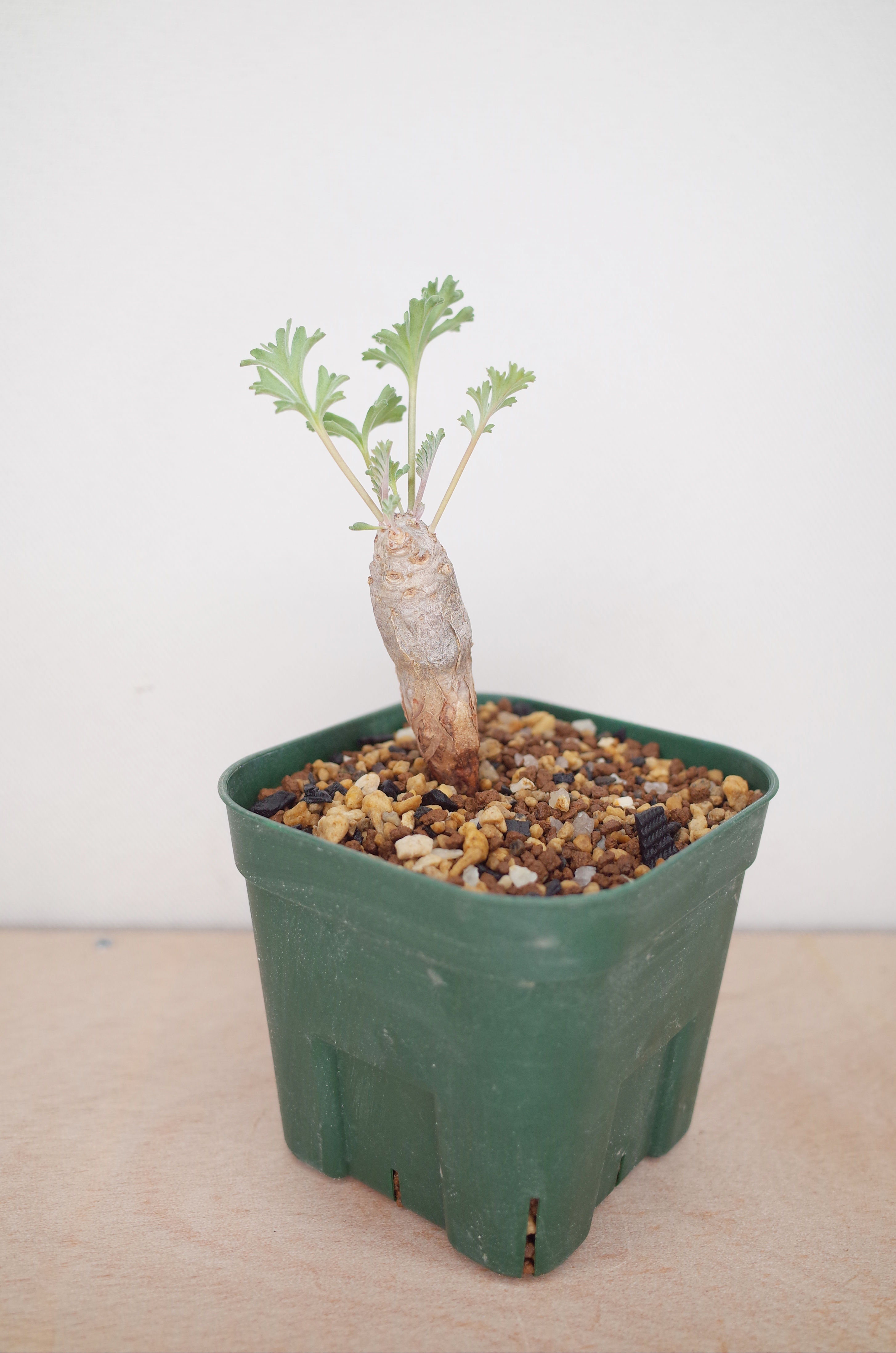 Pelargonium carnosum -S