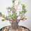 サムネイル： Fouquieria columnaris