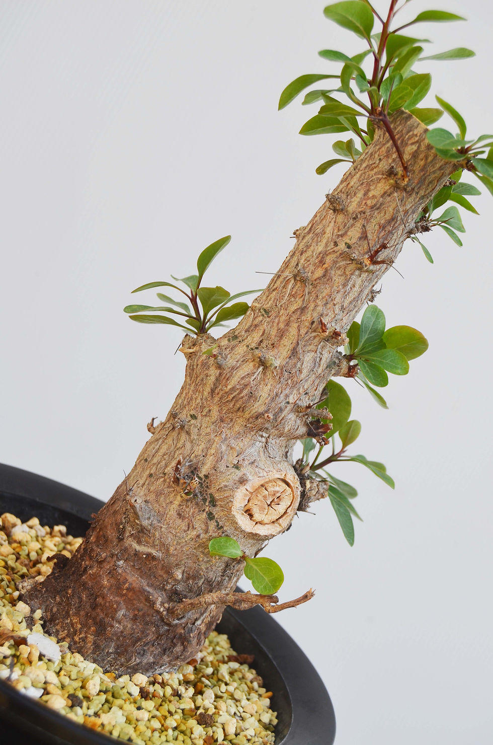 サムネイル： Fouquieria fasciculata