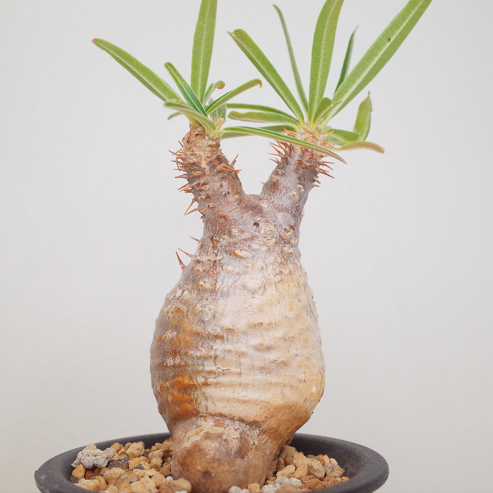 サムネイル： Pachypodium rosulatum var. gracilius