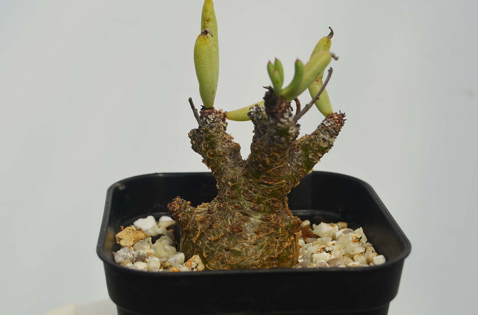 サムネイル： Tylecodon pearsonii