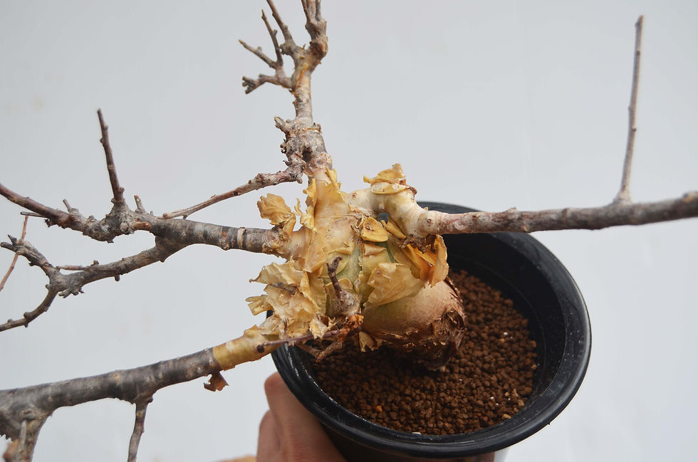 サムネイル： Commiphora sp. pinnate leaves