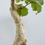 サムネイル： Cyphostemma betiforme
