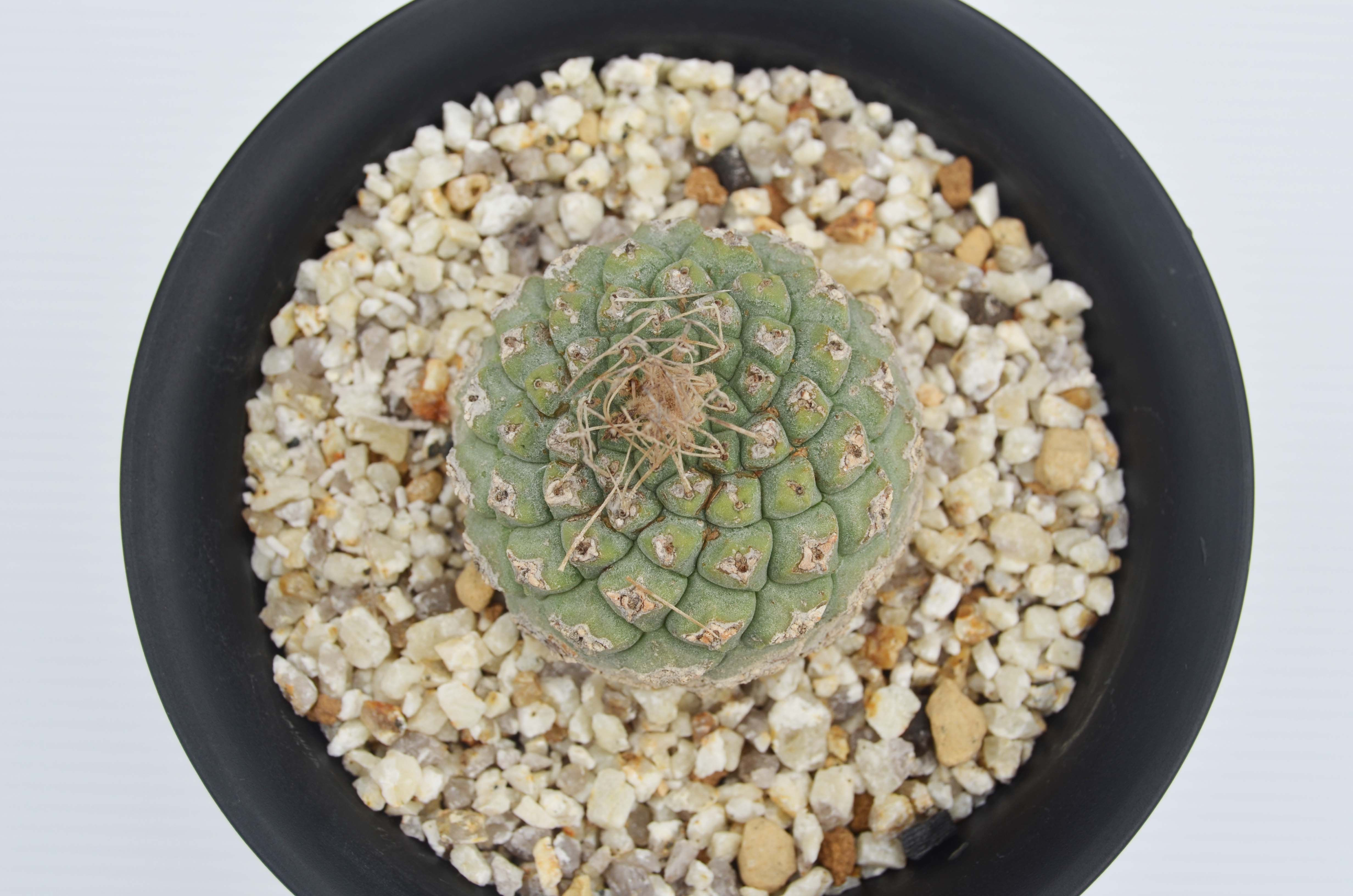 Strombocactus disciformis ssp.esperanzae
