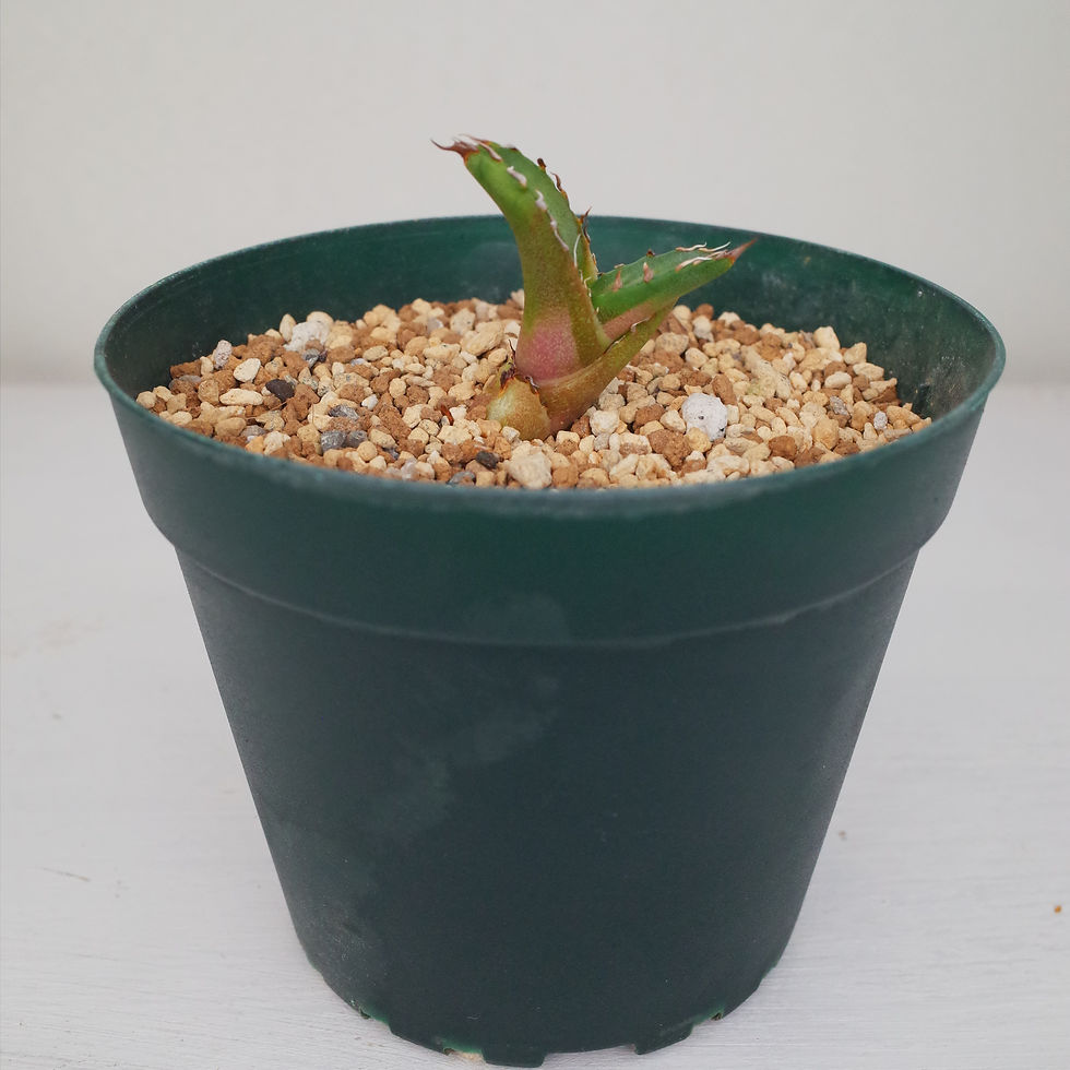 サムネイル： Agave titanota sp.n.Sierra Mixteca FO-076