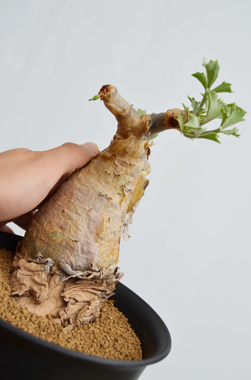 サムネイル： Cyphostemma betiforme -L