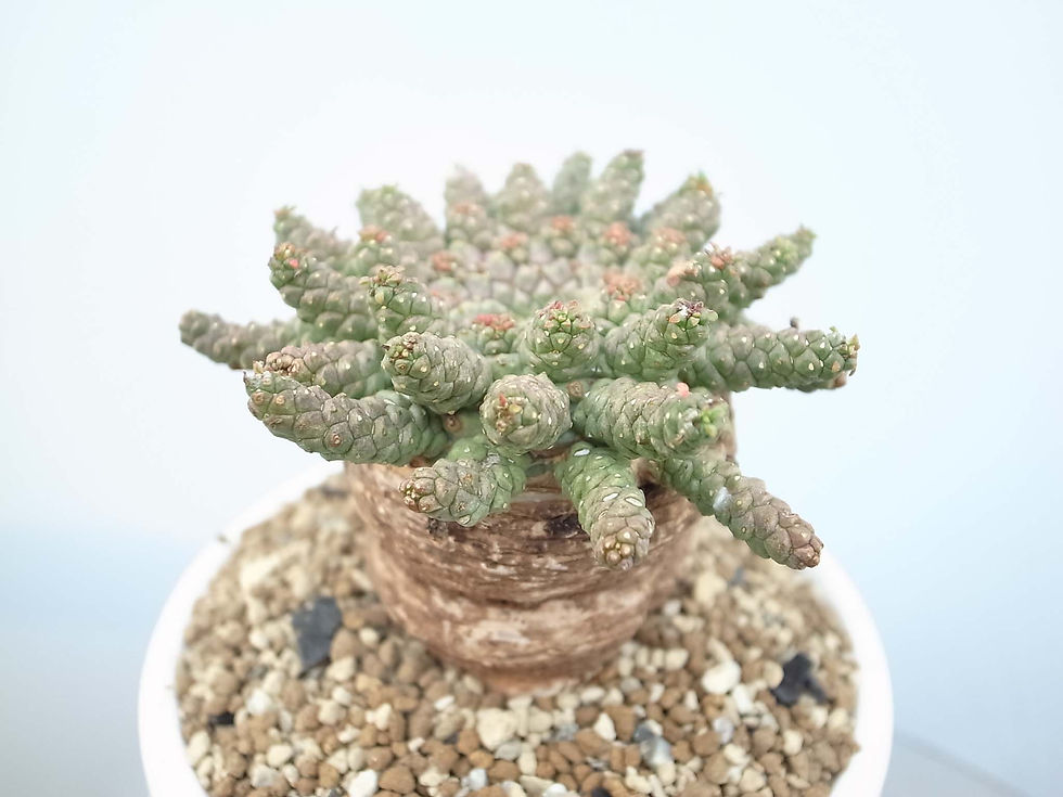 サムネイル： Euphorbia gorgonis - L