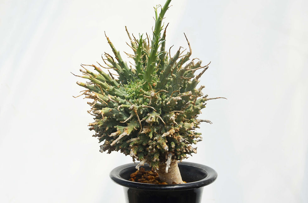 サムネイル： Euphorbia multiramosa