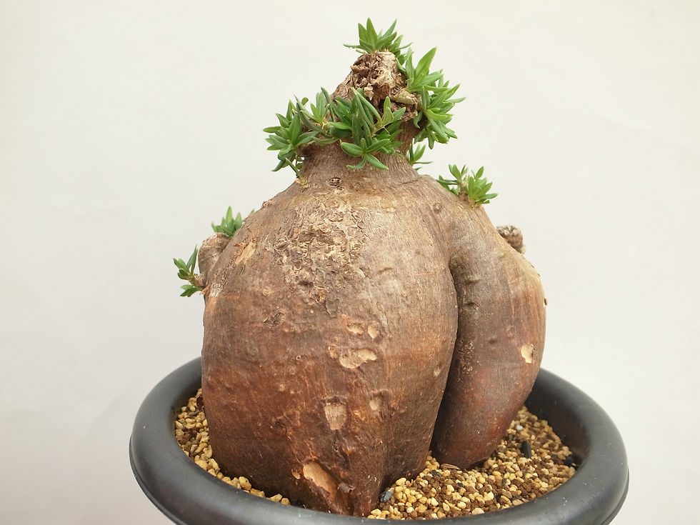 サムネイル： Pachypodium bispinosum ③