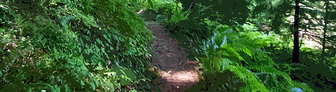 header-1088x300-ferns-cutout.jpg