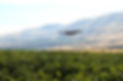 Beasts in the Vineyard