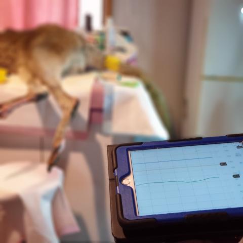 Macropod Stress Research Agenda