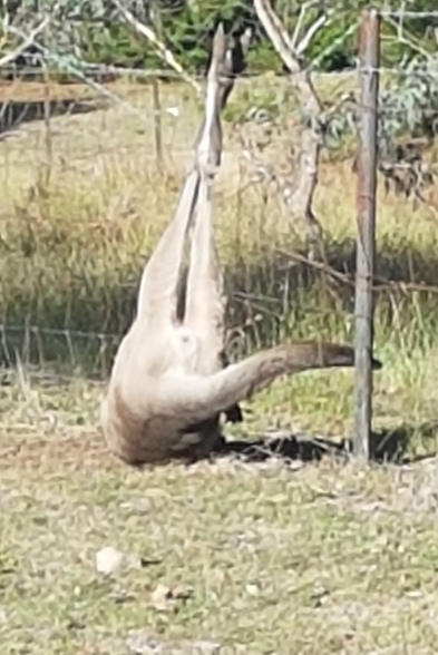 Advanced Macropod Course 2023-24. Module one: Fence entanglement rescue, treatment an rehabilitation