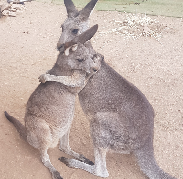 Rehabilitation for post-trauma stress