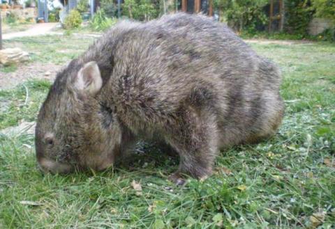 A Big Thanks From Big Bertha