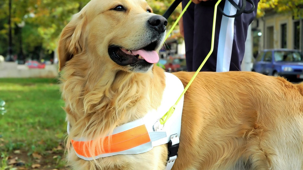 A golden retriever seeing eye dog. The dog is wearing a harness that a person is holding onto with their right hand.