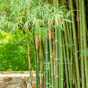A large cluster of tall, green bamboo growing next to short decorative stone wall in a residential garden.