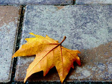 An extreme close-up of a yellow-orange leaf lying on a concrete pavers stained with brown and black spots.