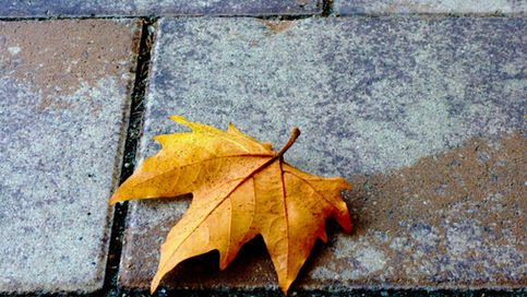 An extreme close-up of a yellow-orange leaf lying on a concrete pavers stained with brown and black spots.